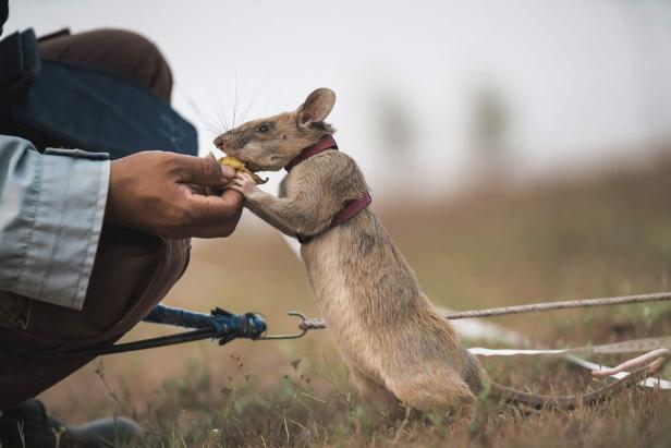 Preisgekrönt: Beutelratte findet Landminen und rettet so Leben