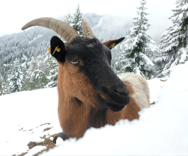 Winterwetter: Der Schnee kam tierisch früh