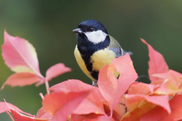 Great tit on wild wine