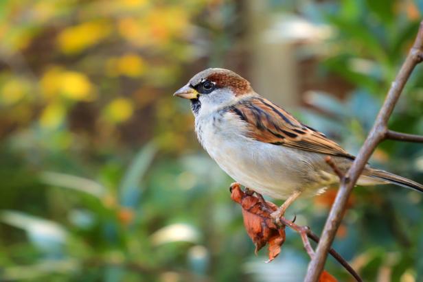 Gefiederte Gäste: Wie Vögel eine gute Zeit im Garten erleben