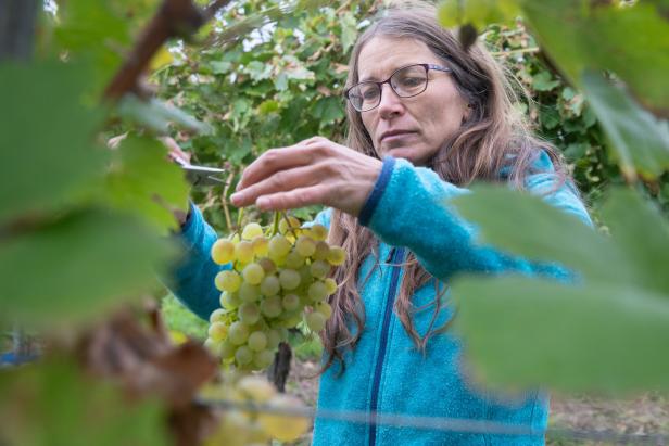 Süßer als in Spanien: Landwirtin baut Tafeltrauben in Wagram an