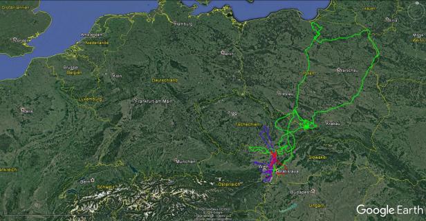 Jungadler aus den Donau-Auen flog bis nach Weißrussland