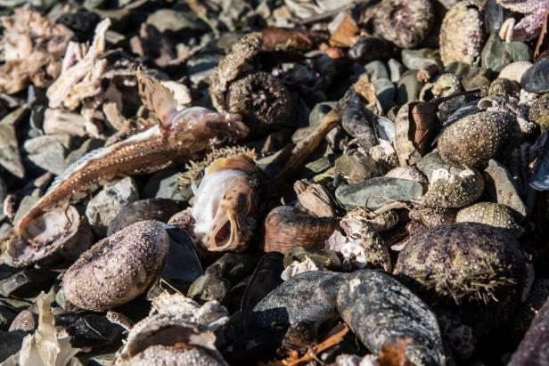 Massentiersterben: Rätselhafte Umweltkatastrophe vor Russlands Ostküste