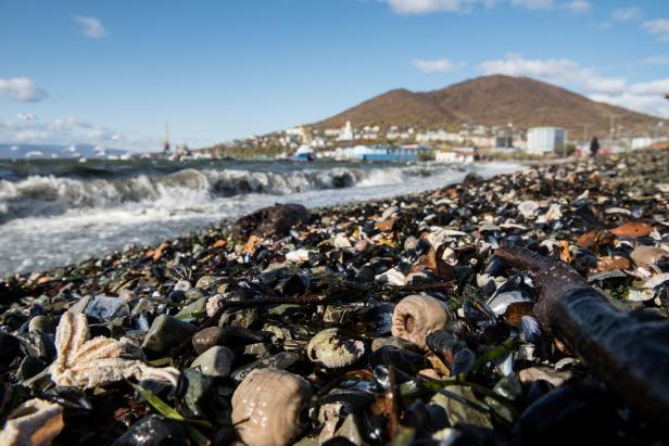 Massentiersterben: Rätselhafte Umweltkatastrophe vor Russlands Ostküste
