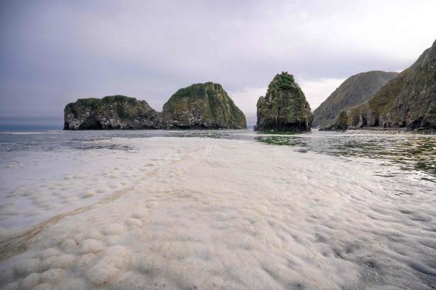 Massentiersterben: Rätselhafte Umweltkatastrophe vor Russlands Ostküste
