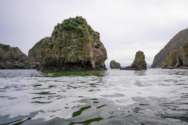 Massentiersterben: Rätselhafte Umweltkatastrophe vor Russlands Ostküste