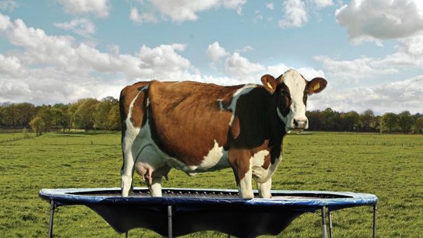 Eine braun-weiße Kuh steht auf einem Trampolin in einer grünen Landschaft.