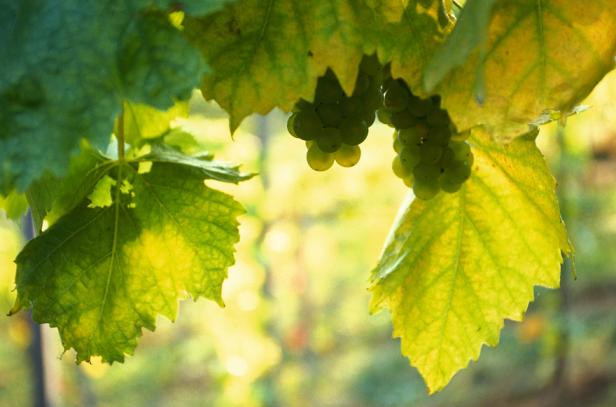 Der Herbst ist die Törggelen-Zeit in Südtirol