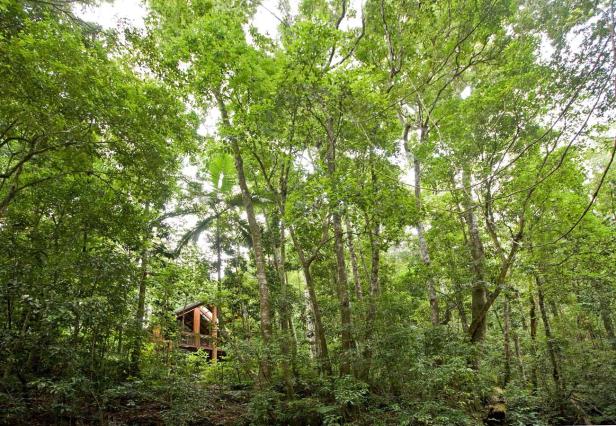 Ein kleines Holzhaus versteckt im dichten, grünen Wald.