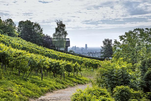 Weinwandern in  Niederösterreich und Wien