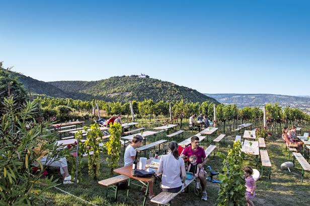 Weinwandern in  Niederösterreich und Wien