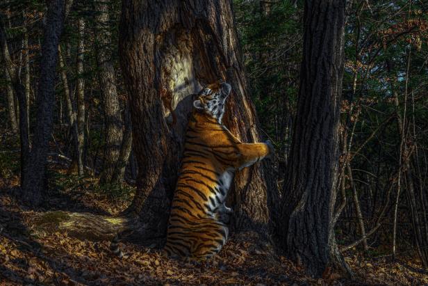 Manche mögen's wild! Die Stories hinter dem Wildlife Photography Award