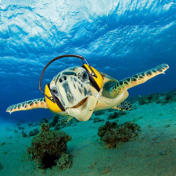 Eine Meeresschildkröte schwimmt unter Wasser und trägt gelbe Kopfhörer.