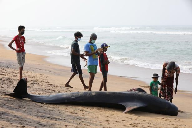 Schon wieder gestrandet: Helfer retteten 120 Wale vor Sri Lanka