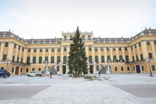 18 steirische Meter: Weihnachtsbaum in Schönbrunn aufgestellt