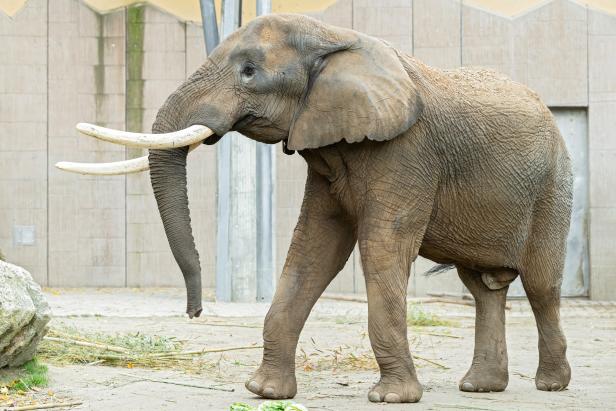 Neuer Elefantenbulle für den Tiergarten Schönbrunn
