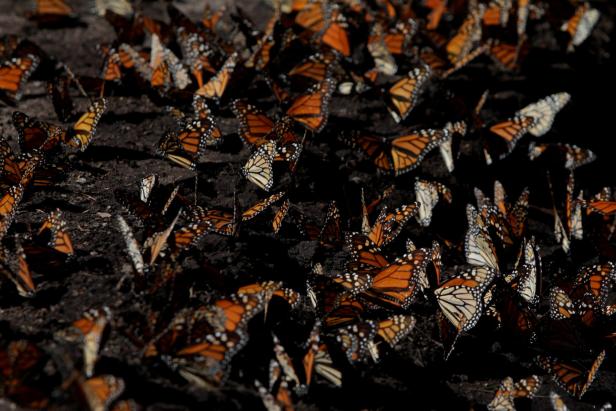 Point Pelee: Wo Millionen Schmetterlinge eine lange Reise starten