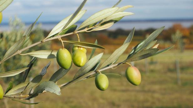 Top-Ernte der Olivenpioniere