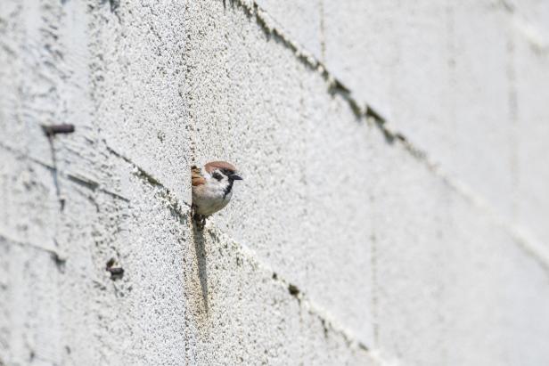 Spatzen pfeifen weniger vom Dach: Was der Stadtvogel braucht