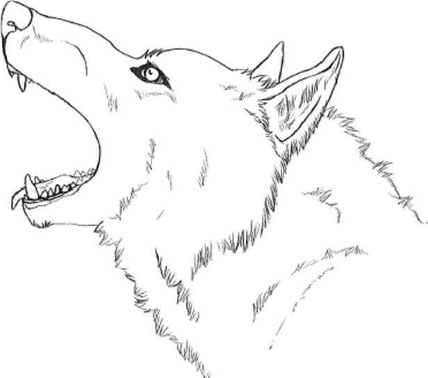 Ein Wolfskopf, gezeichnet vom Autor des Corona-"Märchens"