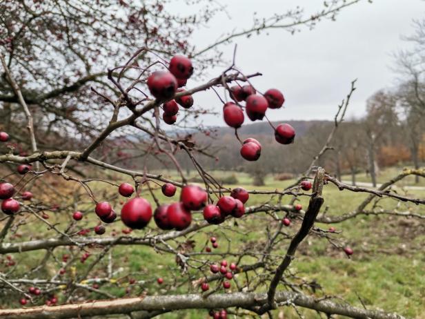 Und es geht bergauf – Glühwein und Speckbrot to go