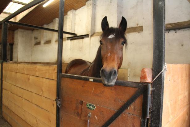 Braunes Pferd mit weißem Fleck auf der Stirn steht in einer Box mit Holzwänden und schaut über die Tür.