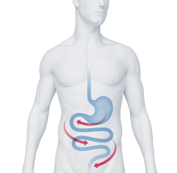 Eine schematische Darstellung des menschlichen Verdauungssystems mit rotem Pfeil, der die Richtung anzeigt.