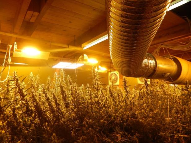 Über 1.000 Marihuana-Pflanzen in Wien und Niederösterreich gefunden