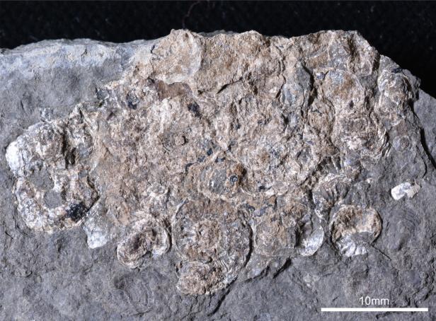 Fossiler Kot als Fenster in die Erdgeschichte  