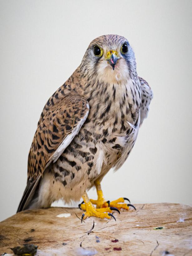 Die Wildtierstation der MA 49 in Laxenburg