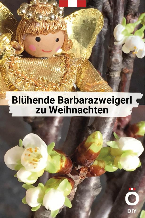 „Knospen an St. Barbara, sind zum Christfest Blüten da.“