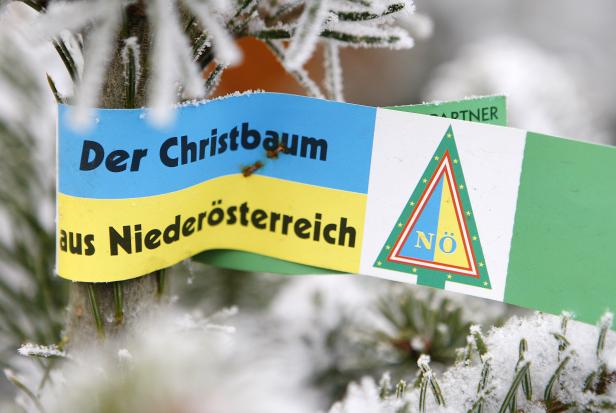 Die besten Christbaum-Tricks