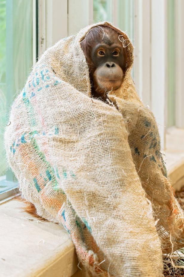 Orang-Utan-Weibchen im Tiergarten Schönbrunn haben sich eingelebt