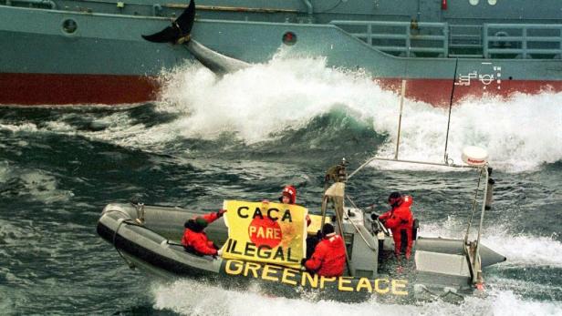 Greenpeace: 40 Jahre Spektakel