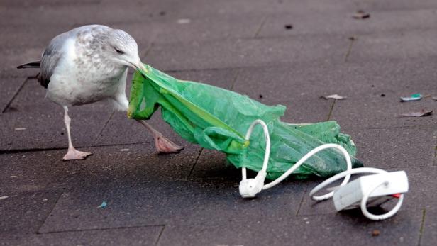 Möwe kämpft mit Mülltüte