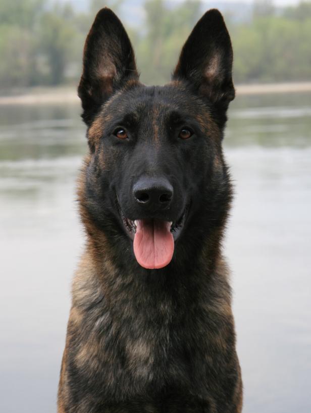 Ein Porträt eines gestromten Malinois mit heraushängender Zunge.