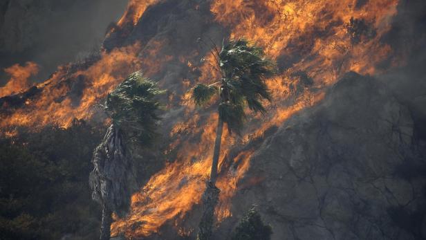 Ein Waldbrand wütet an einem Berghang mit Palmen im Vordergrund.