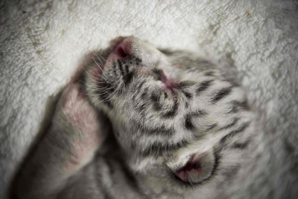 Seltener weißer Tiger wurde in Zoo von Nicaragua geboren