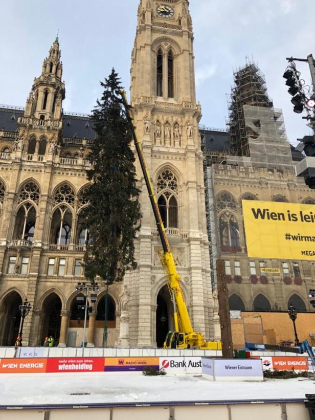 Christbaum auf dem Rathausplatz: Was nie gefallen hat, ist nun gefällt