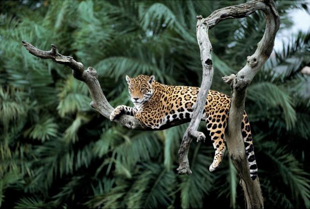 Amazonas: Warum Brandrodung Artenvielfalt und Mensch bedroht