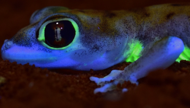 Fluoreszierende Geckos: Forscher entdeckten neuen Mechanismus