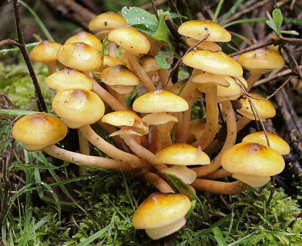 Verwechselt: Diese Pilze sorgen für Beschwerden