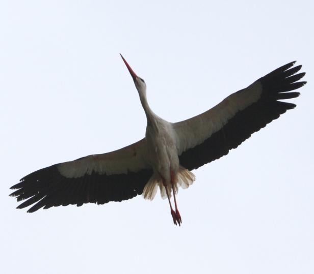 Angeschossener Storch fliegt wieder