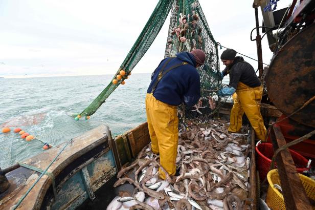 Brexiteer freut sich über die "glücklicheren Fische"
