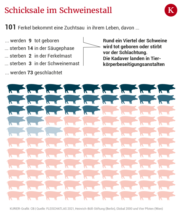 Klimafaktor Fleisch: So viele Tiere werden bei uns geschlachtet