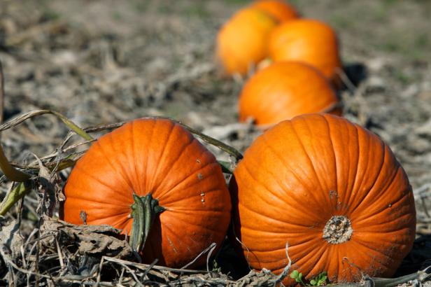 Mehrere orangefarbene Kürbisse liegen auf einem Feld.