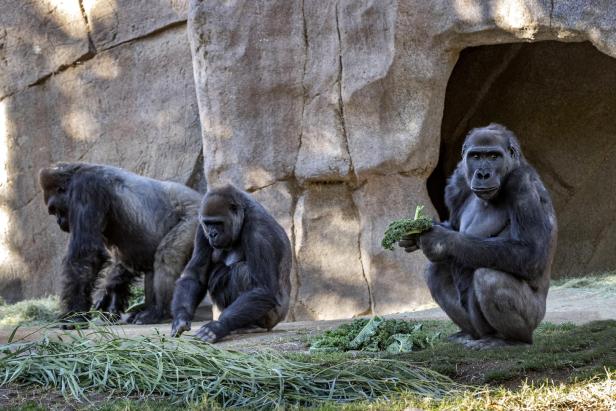 Zoo von San Diego: Menschenaffen mit Coronavirus infiziert