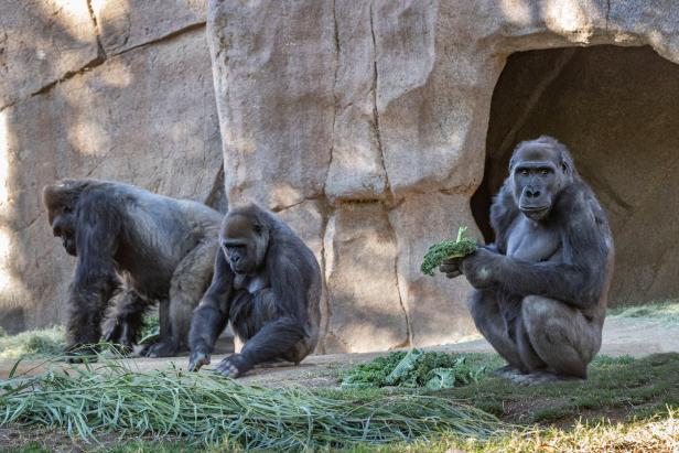 FILE PHOTO: Gorillas sit after two of their troop tested positive for COVID-19 after falling ill at the San Diego Zoo Safari Park