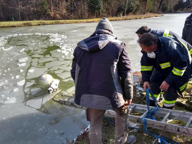 Burgenland: Feuerwehr rettete Pferd aus Teich