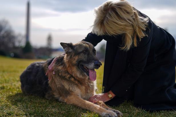 Wau-Effekt: Hunde-Boom von Washington bis Kensington